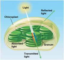 Diagram of light absorption, reflection, and transmission in a chloroplast