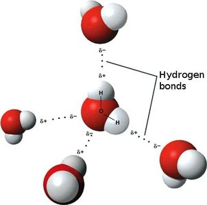 Hydrogen bonds between water molecules