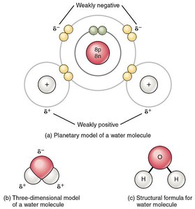 Models of a water molecule showing polarity
