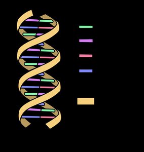 DNA double helix showing hydrogen bonds between bases