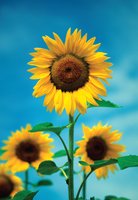 Sunflowers as an example of photosynthetic plants