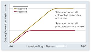 Graph showing saturation of photosynthesis with increasing light intensity