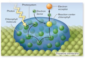 Diagram of a photosystem with antenna complex and reaction center