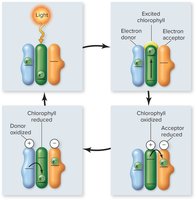 Steps of energy conversion in a photosystem