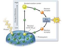 Cyclic electron flow in purple nonsulfur bacteria