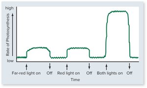Graph showing enhancement effect with two light sources