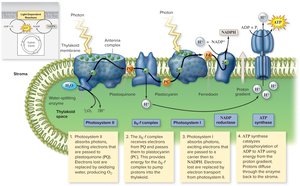 Photosynthetic electron transport chain in the thylakoid membrane