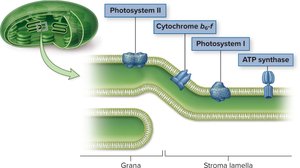 Arrangement of photosynthetic complexes in the thylakoid membrane