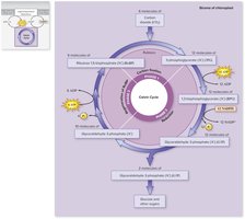Schematic of the Calvin cycle