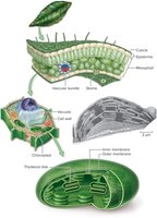 Leaf and chloroplast structure, showing mesophyll, chloroplast, and thylakoid