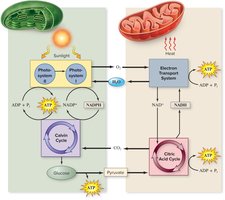 Energy cycle connecting chloroplasts and mitochondria