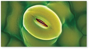 Stoma (microscopic view)