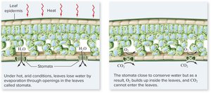 Diagram showing conditions favoring photorespiration