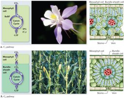 Comparison of C3 and C4 photosynthesis pathways