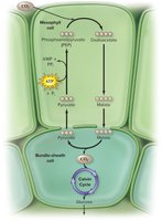 Carbon fixation in C4 plants