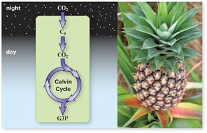 CAM plant carbon fixation and pineapple example