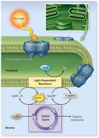 Diagram of light-dependent reactions and Calvin cycle in chloroplast