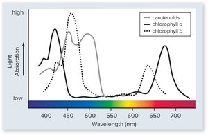 Absorption spectra of chlorophyll a, chlorophyll b, and carotenoids