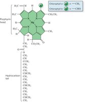 Molecular structure of chlorophyll a and b