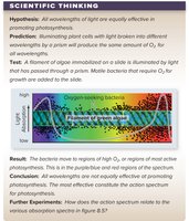 Experiment showing action spectrum of photosynthesis
