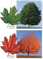 Green and orange maple leaves and trees in summer and autumn