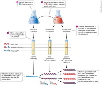Meselson-Stahl experiment demonstrating semiconservative replication