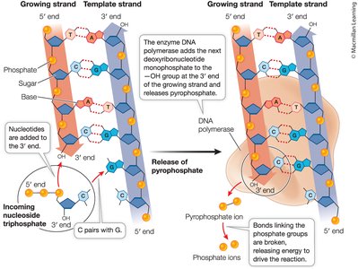 DNA strand elongation and phosphodiester bond formation