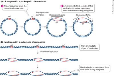 Origins of DNA replication in prokaryotes and eukaryotes