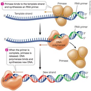 Primase and DNA polymerase in primer synthesis and elongation