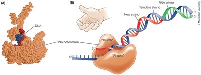 DNA polymerase structure and DNA binding