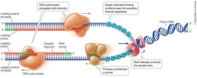 Replication complex with helicase, primase, and single-strand binding proteins