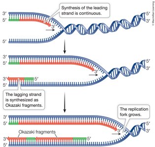 Leading and lagging strand synthesis at the replication fork