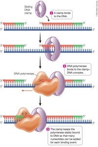 Sliding DNA clamp increases DNA polymerase efficiency