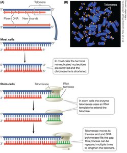 Telomeres and telomerase action at chromosome ends