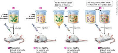 Griffith's transformation experiment with mice and bacteria