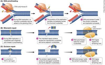 DNA proofreading, mismatch repair, and excision repair mechanisms