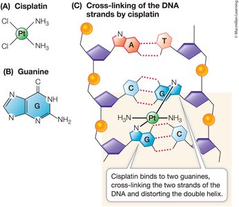 Cisplatin cross-linking DNA strands