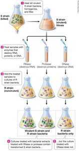 Avery, MacLeod, and McCarty's experiment showing DNA is the transforming principle