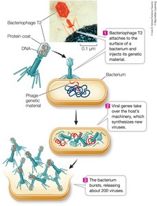 Bacteriophage T2 infection cycle