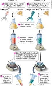 Hershey-Chase experiment with labeled phages