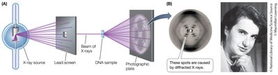 X-ray diffraction revealing DNA structure