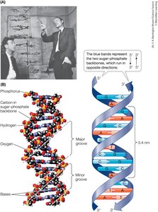 Watson and Crick's DNA double helix model