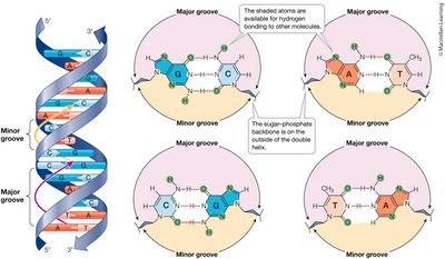 Major and minor grooves in DNA and base pair interactions