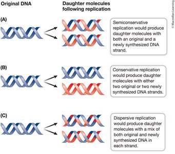 Three models for DNA replication