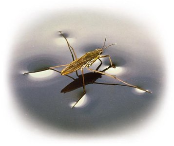 Surface tension: water strider on water