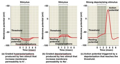 Graphs of graded and action potentials