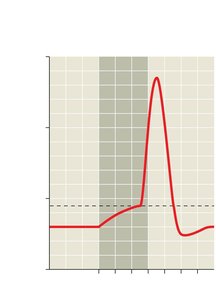 Graph of action potential triggered by depolarization