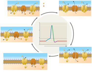 Diagram of action potential phases and ion channel states