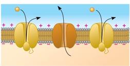 Diagram of action potential conduction along axon