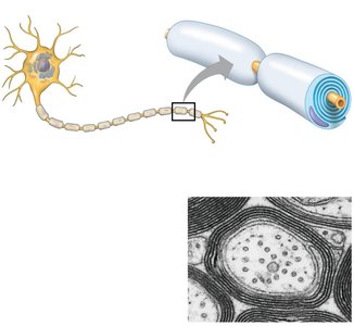 Diagram of myelinated axon and saltatory conduction